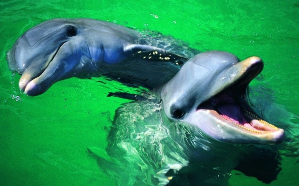 Радиация от Фукусимы убивает дельфинов