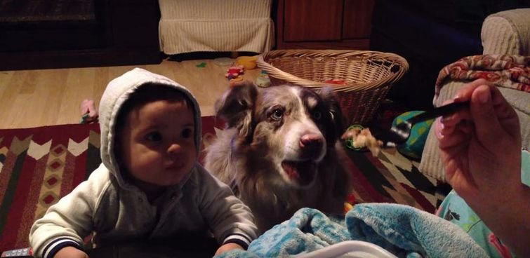 Женщина хотела научить ребенка говорить слово "мама", но научила собаку (ВИДЕО)