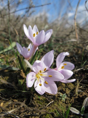 Весна на пороге: на склонах Тилигульского лимана на Николаевщине появились первоцветы