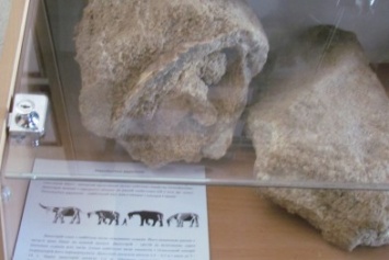 Части предка мамонта хранятся в Мариупольском гуманитарном университете (ФОТО+ВИДЕО)