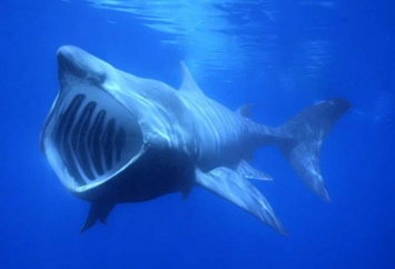 Ученые узнали о зимних «каникулах» акул