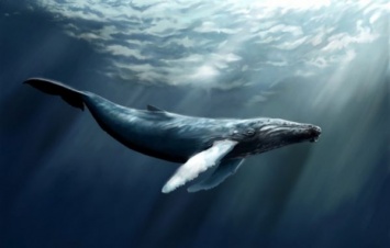 Вся правда о «синих китах»: Шокирующая реальность в «группах смерти» (Видео)