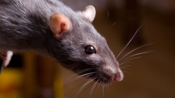 Киевляне жалуются на крыс, которые развелись во дворах и подъездах домов