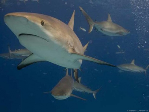 В Японии из-за угрозы нападения акул закрыли несколько пляжей