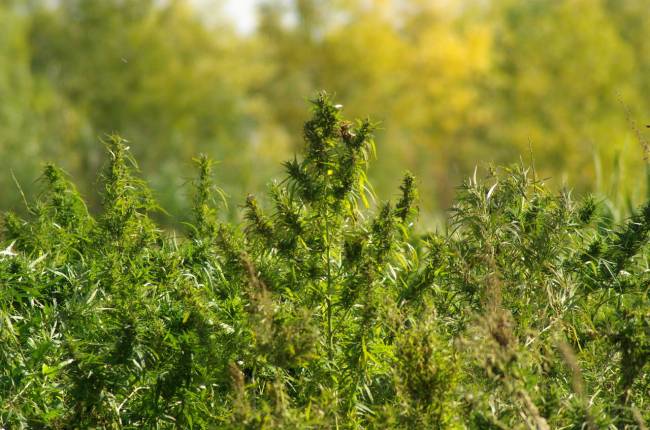 30-летний житель Марковки выращивал на своем приусадебном участке коноплю
