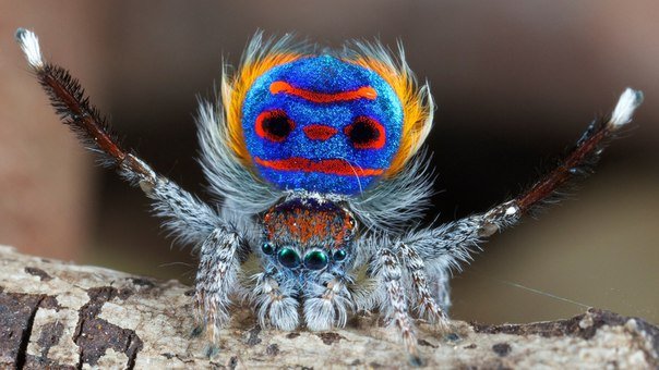 Самый симпатичный в мире паук (ВИДЕО)