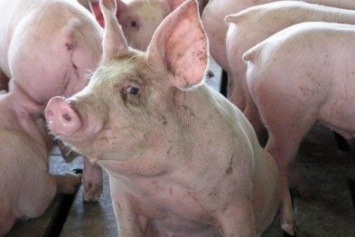 В Авдеевке пытаются предупредить появление африканской чумы свиней