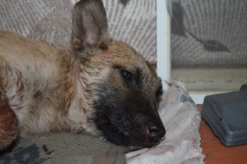 В Мариуполе спасают сбитую под дождем собаку (ФОТО)