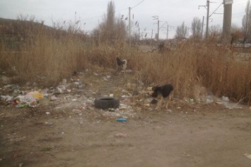 Одесситы устроили свалку под окнами: там бродят злые голодные псы (ФОТО)