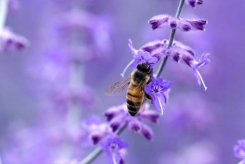 Сегодня в Никитском саду открылась международная конференция по пчеловодству