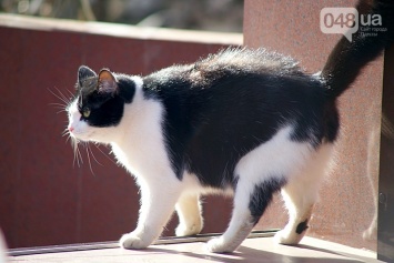 В Одессе разгулялись мартовские коты (ФОТО)