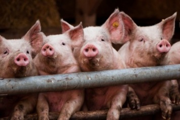 В Славянском районе пали 58 голов свиней