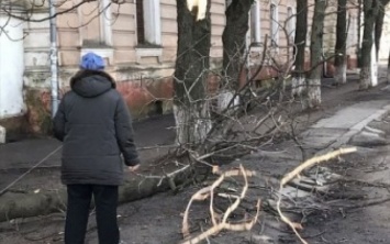 В Одессе на Семинарской рухнула огромная ветка