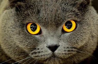 Почему у кошек вертикальные зрачки выяснили ученые