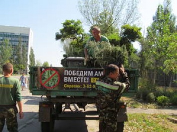 В Бердянске сдали уже более тонны амброзии