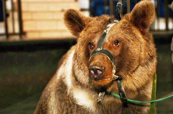 ФОТОФАКТ: Аксенов показал, как живет медвежонок, подаренный Кадыровым (ФОТО)