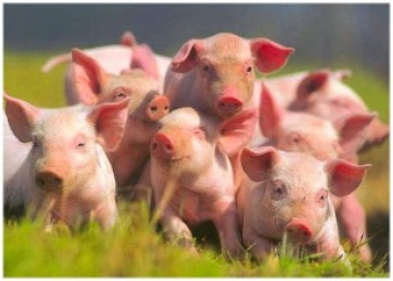Главный ветеринар: африканской чумы свиней в Запорожской области нет