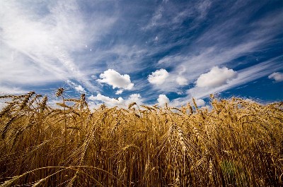 Украина стремится увеличить объемы поставок зерна в КНР
