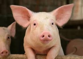 Экспорт украинской свинины вырос в семь раз