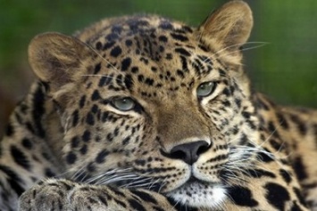 В Харьковском зоопарке появятся амурские леопарды