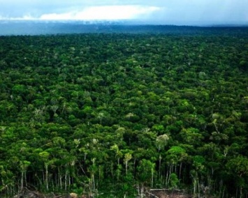 Ученые: Леса Амазонии выращены людьми