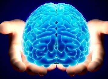Ученые: Найден механизм контролирующий информационный поток в головном мозге