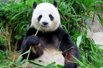 Ученые выяснили, почему панда черно-белая