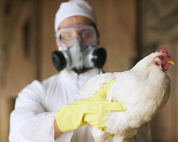 На тайваньских фермах зафиксированы новые вспышки птичьего гриппа