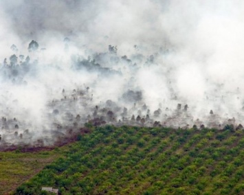 Ученые: В четырех из пяти лесных пожарах виноват человек