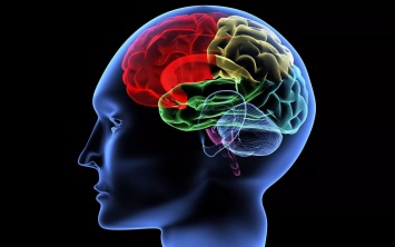 Учеными определен механизм контролирующий распределение информации в головном мозге