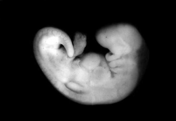 Ученые смогли искусственно создать первый в мире эмбрион