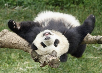 Интернет заразился видеороликом «ми-ми-мишной» панды