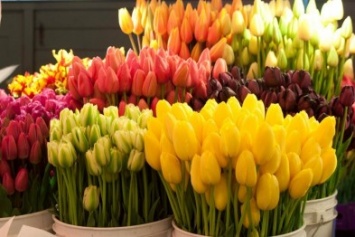 Розы от 100 руб за штуку, тюльпаны - от 80 руб: сколько потратить и как выбрать цветы к 8 марта