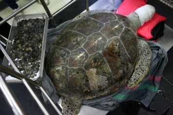 Хирурги достали из черепахи 915 монет, которые туристы оставляют в водоемах