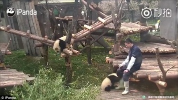Звери как люди. «Она меня обижает!» - детеныш панды ищет защиты у человека от своей сестры-близнеца