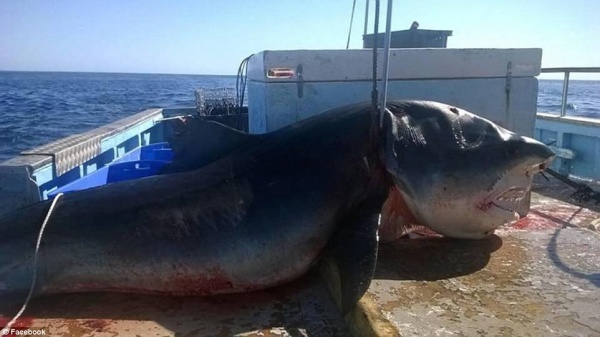 В Австралии поймали гигантскую шестиметровую акулу