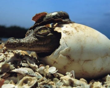 Палеонтологи отыскали крокодильи яйца прошлых веков