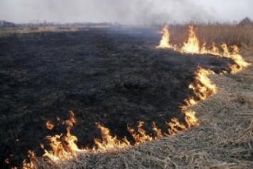 В Бердянске на микрорайоне Колония целенаправленно уничтожают камыш