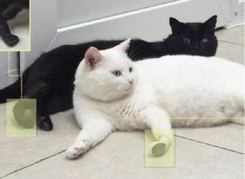 В России двум котам имплантировали конечности