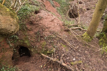 В Англии кролик показал людям подземный храм тамплиеров