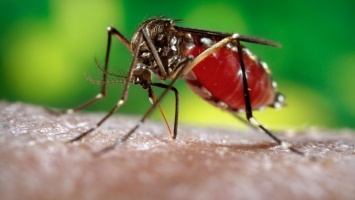 Эксперты: Укусы комаров можно лечить при помощи двух способов