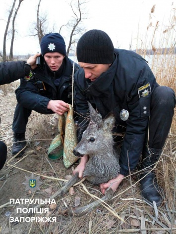 В Запорожье на детеныша косули напали косули бродячие собаки