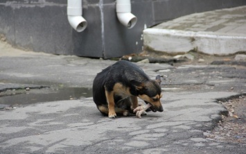 Бездомные собаки: кто виноват и что делать?