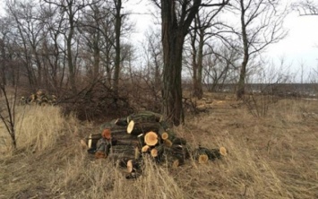 На Днепропетровщине процветает незаконная вырубка леса