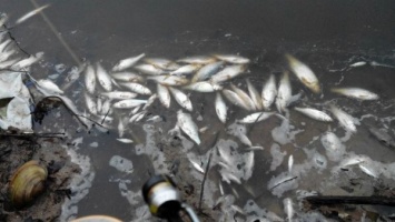 Раскрыта истинная причина замора рыбы в запорожской "Дубовке" (ФОТО)