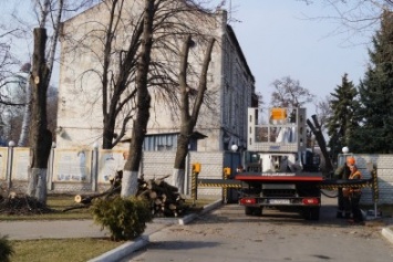 В Павлограде обрезают деревья под "телеграфный столб" (Фоторепортаж)