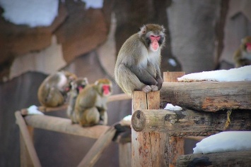 Исследователи рассказали, с помощью чего вырастили обезьян с иммунитетом к ВИЧ