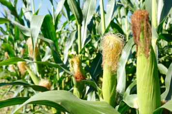 Получена ГМ-кукуруза, нейтрализующая смертельные афлатоксины