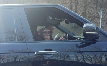 Реалии Украины: Range Rover с шимпанзе на пассажирском кресле