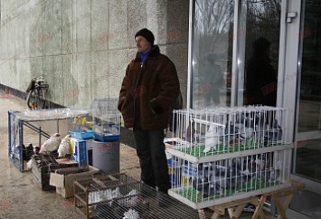 В Бердянске пройдет Всеукраинская выставка голубей